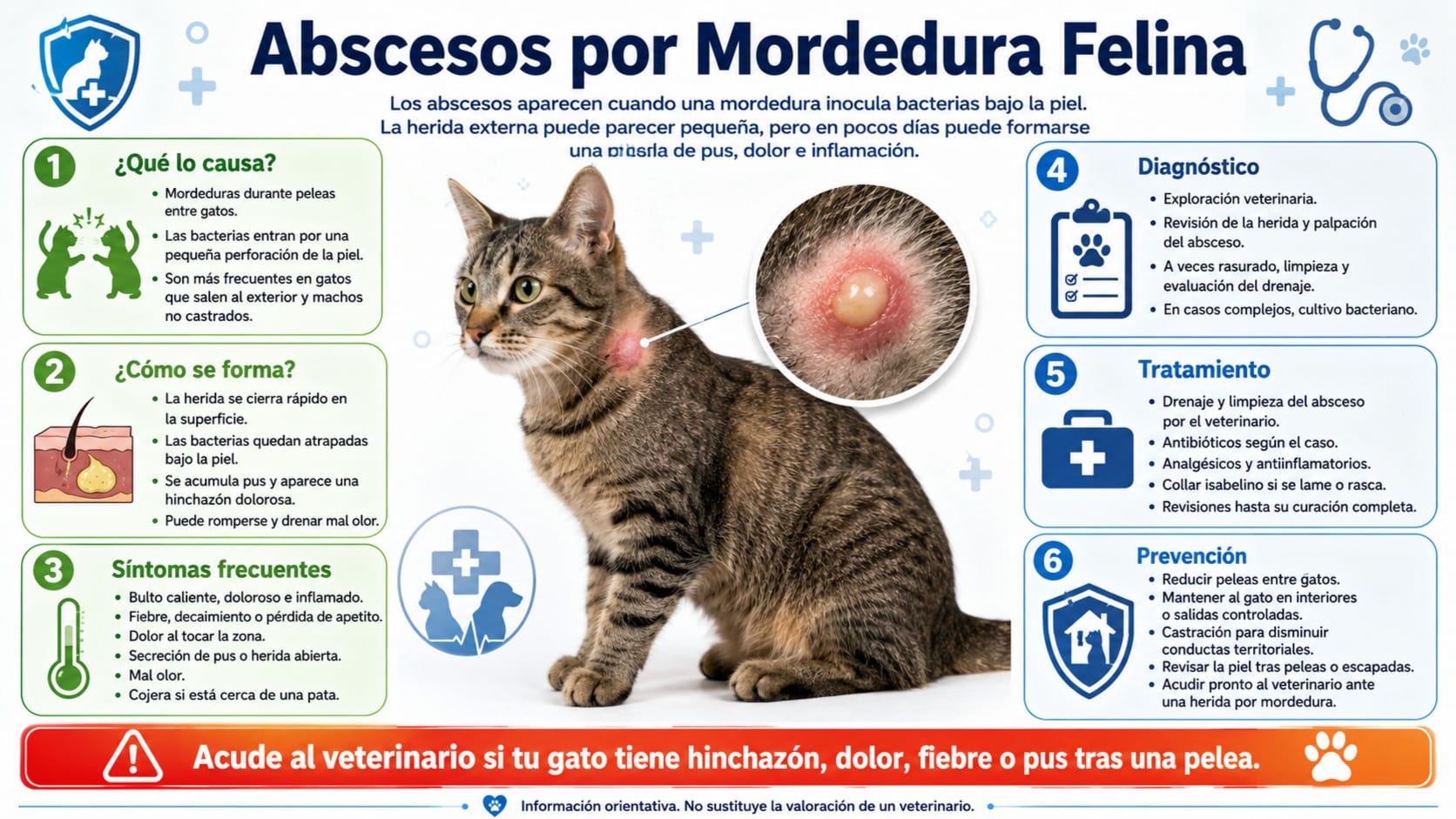 Abscesos por Mordedura Felina