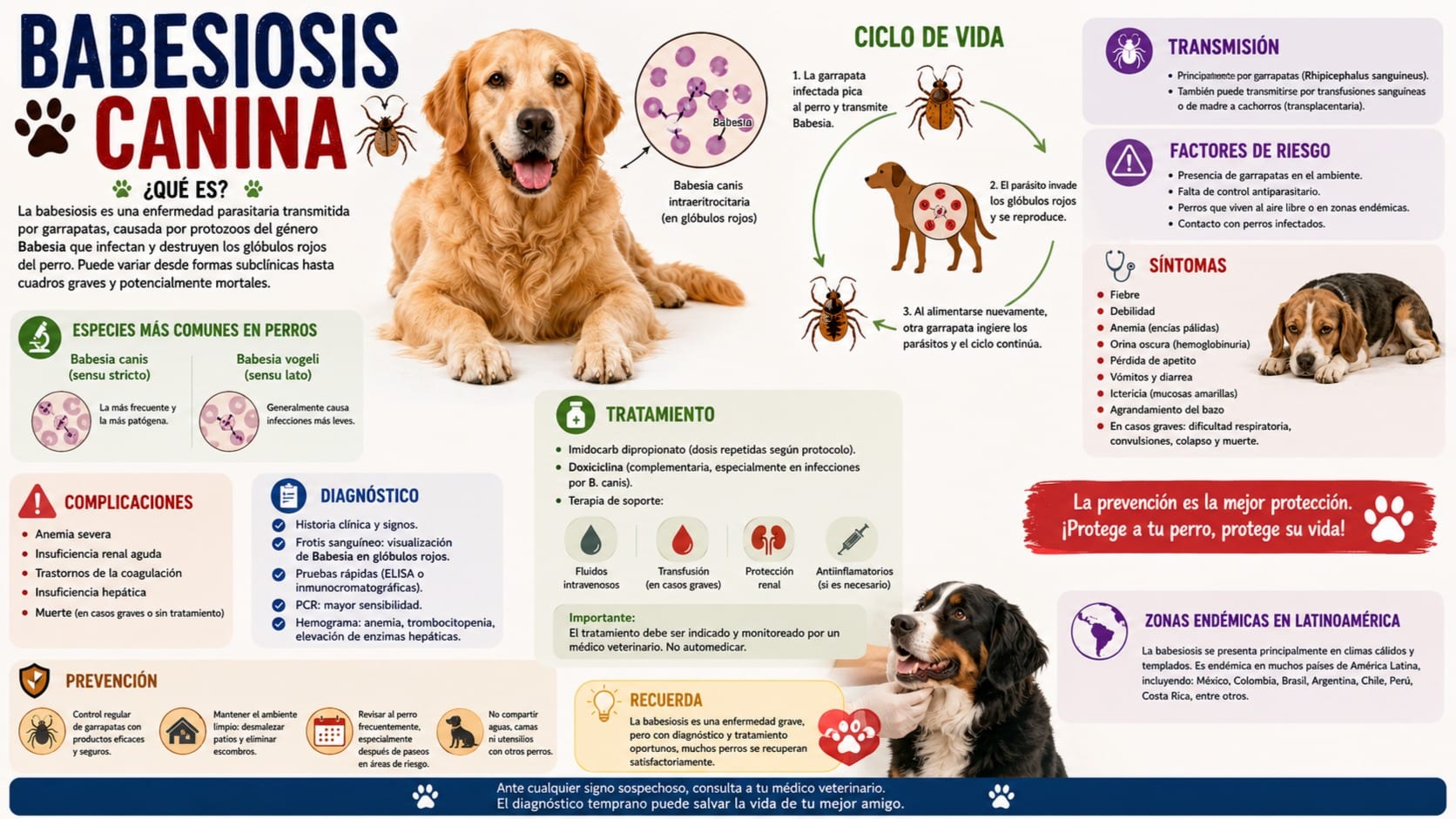 Babesiosis Canina