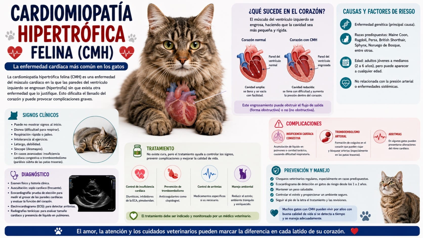 Cardiomiopatía Hipertrófica Felina