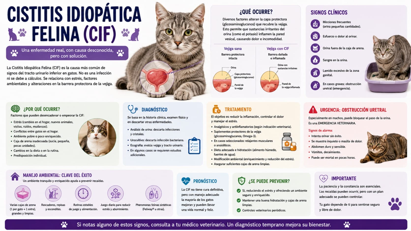 Cistitis Idiopática Felina (CIF)