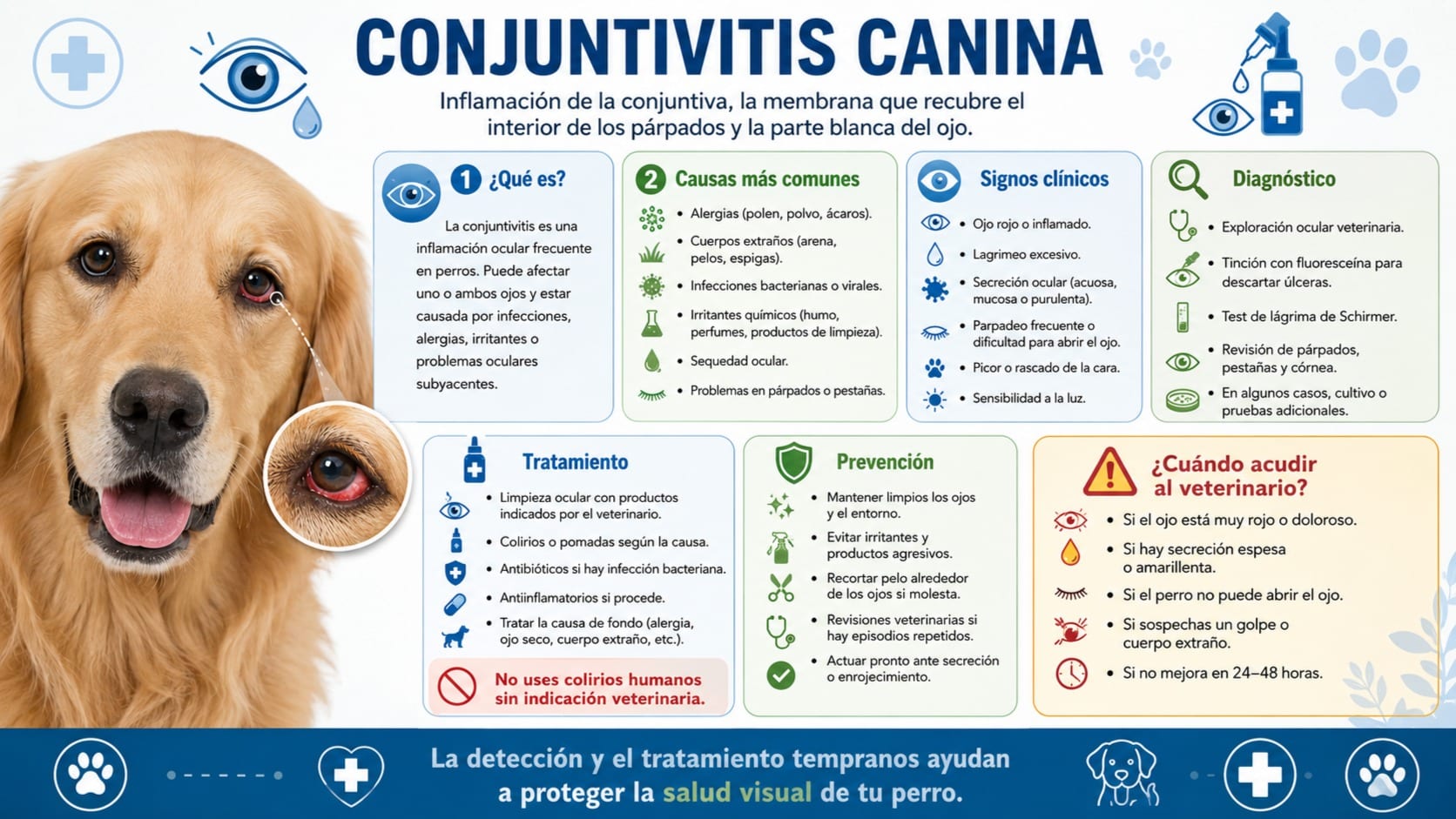 Conjuntivitis Canina