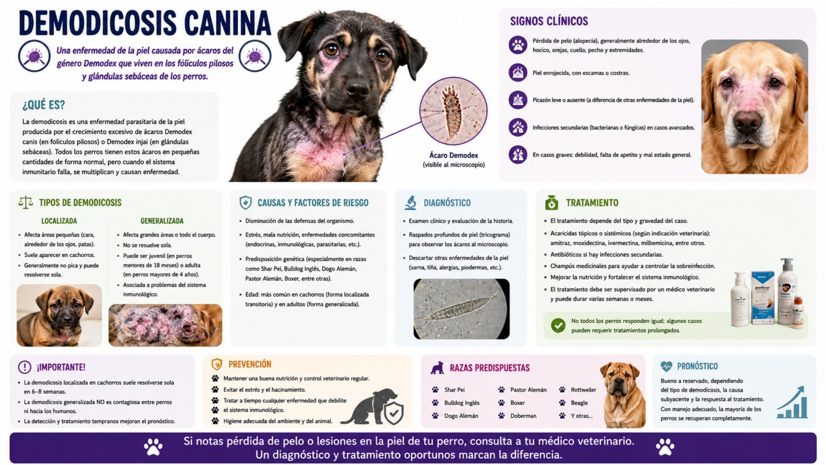 Demodicosis Canina