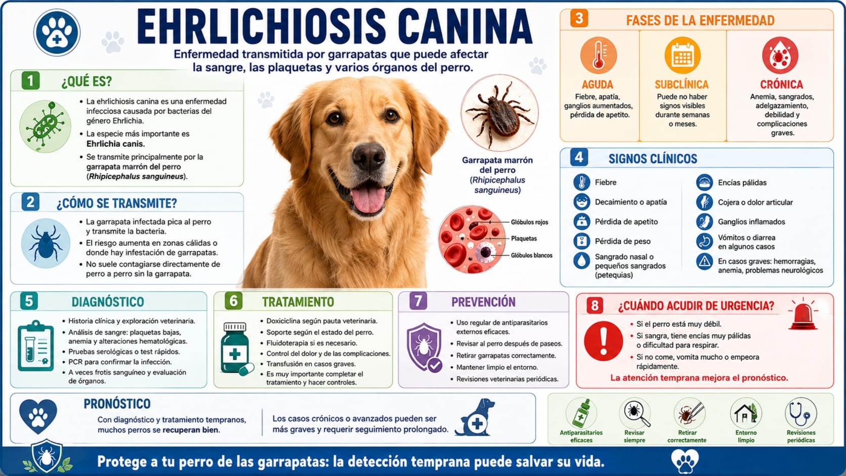 Ehrlichiosis Canina