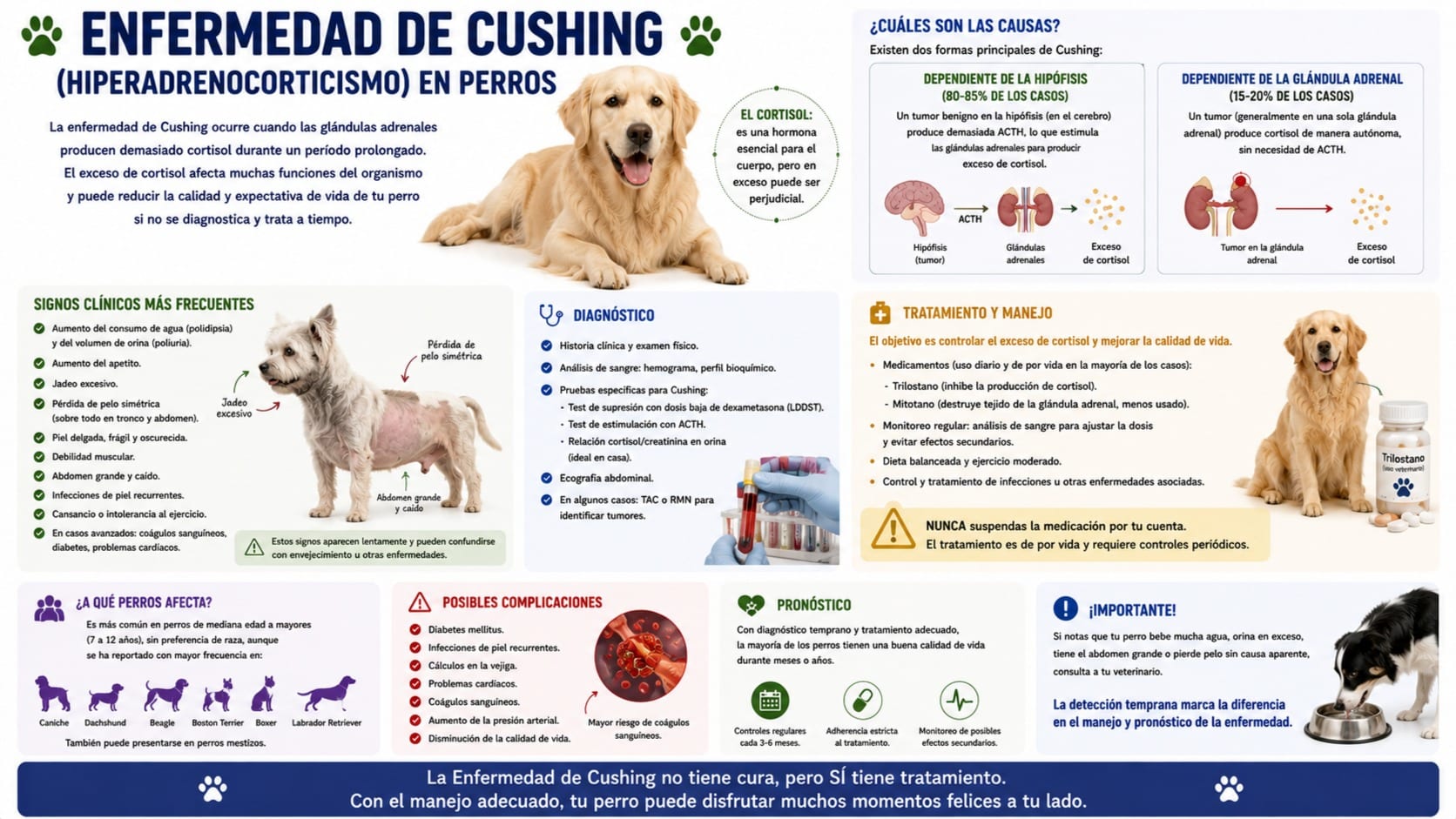 Enfermedad de Addison (Hipoadrenocorticismo)