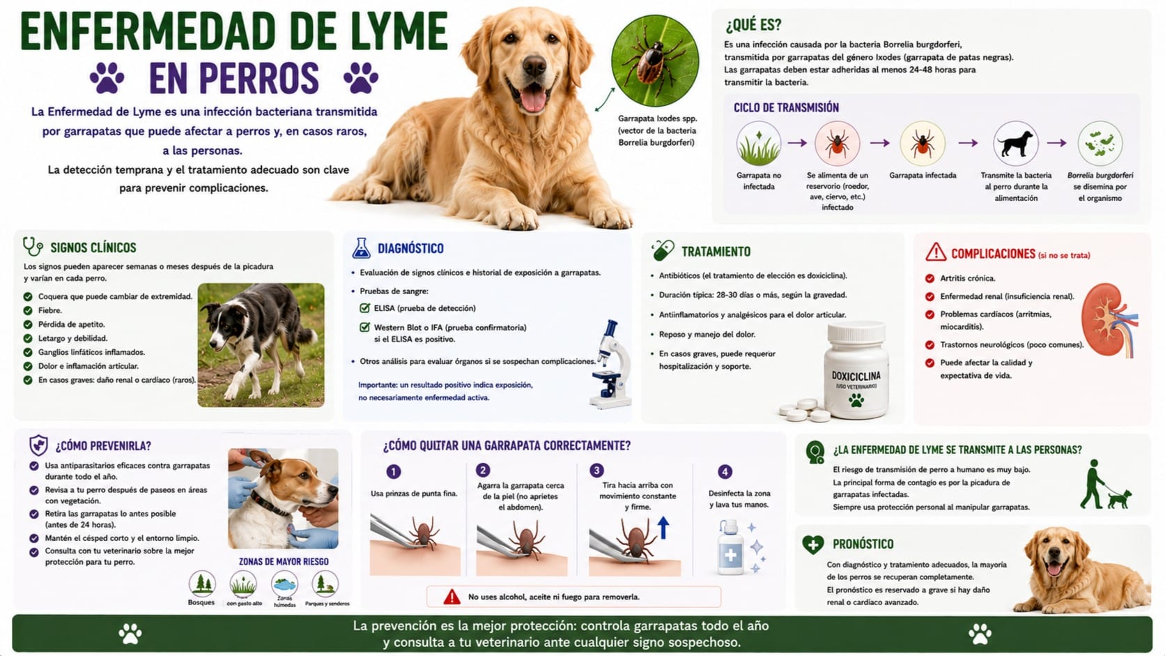 Enfermedad de Lyme