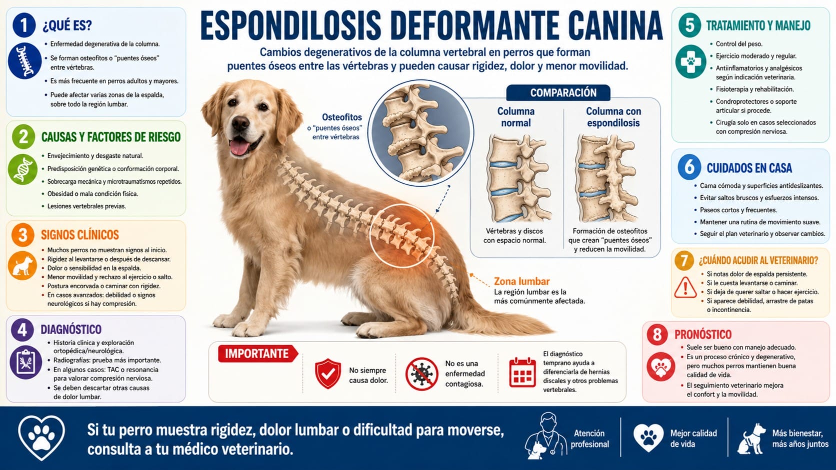 Espondilosis Deformante Canina