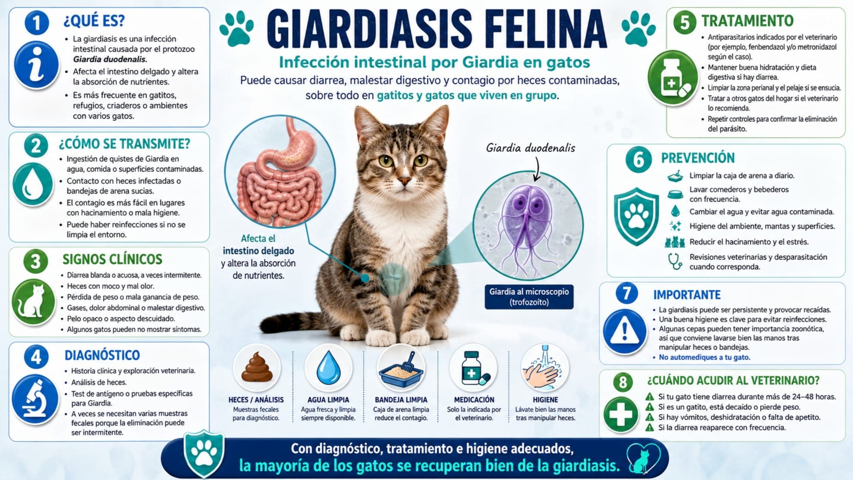 Giardiasis Felina