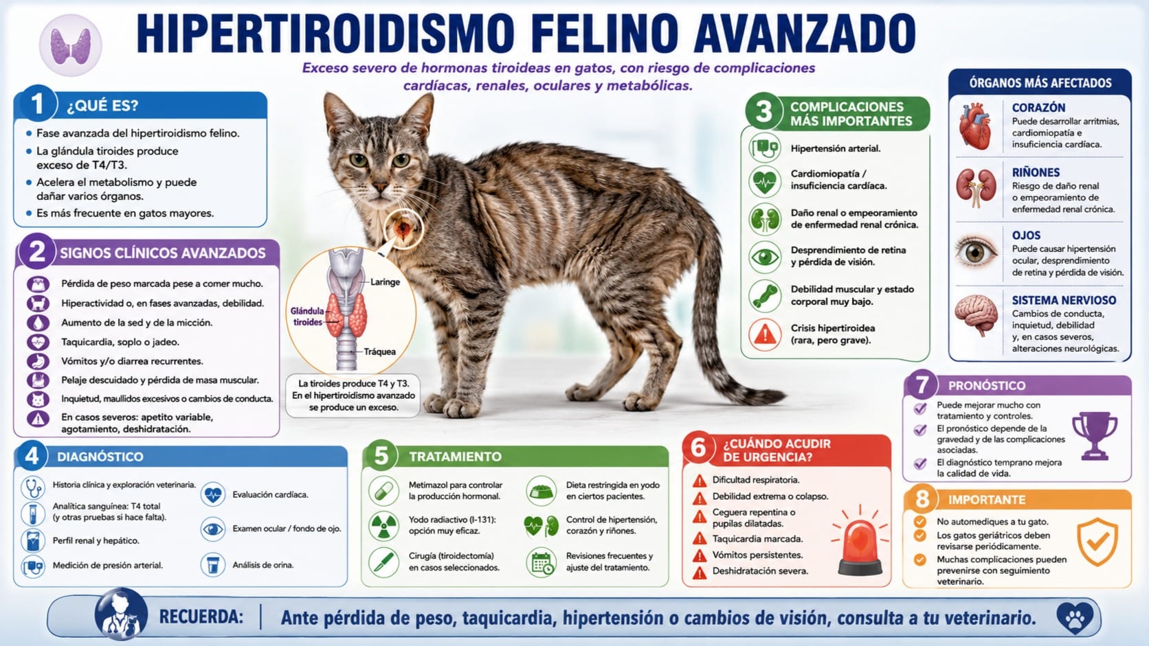 Hipertiroidismo Felino Avanzado
