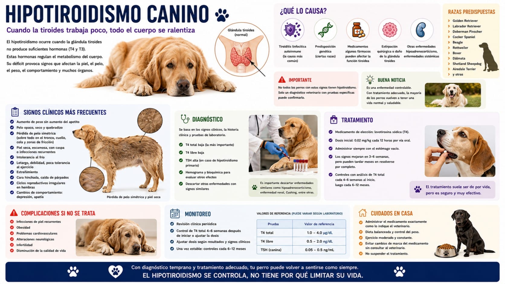 Hipotiroidismo Canino