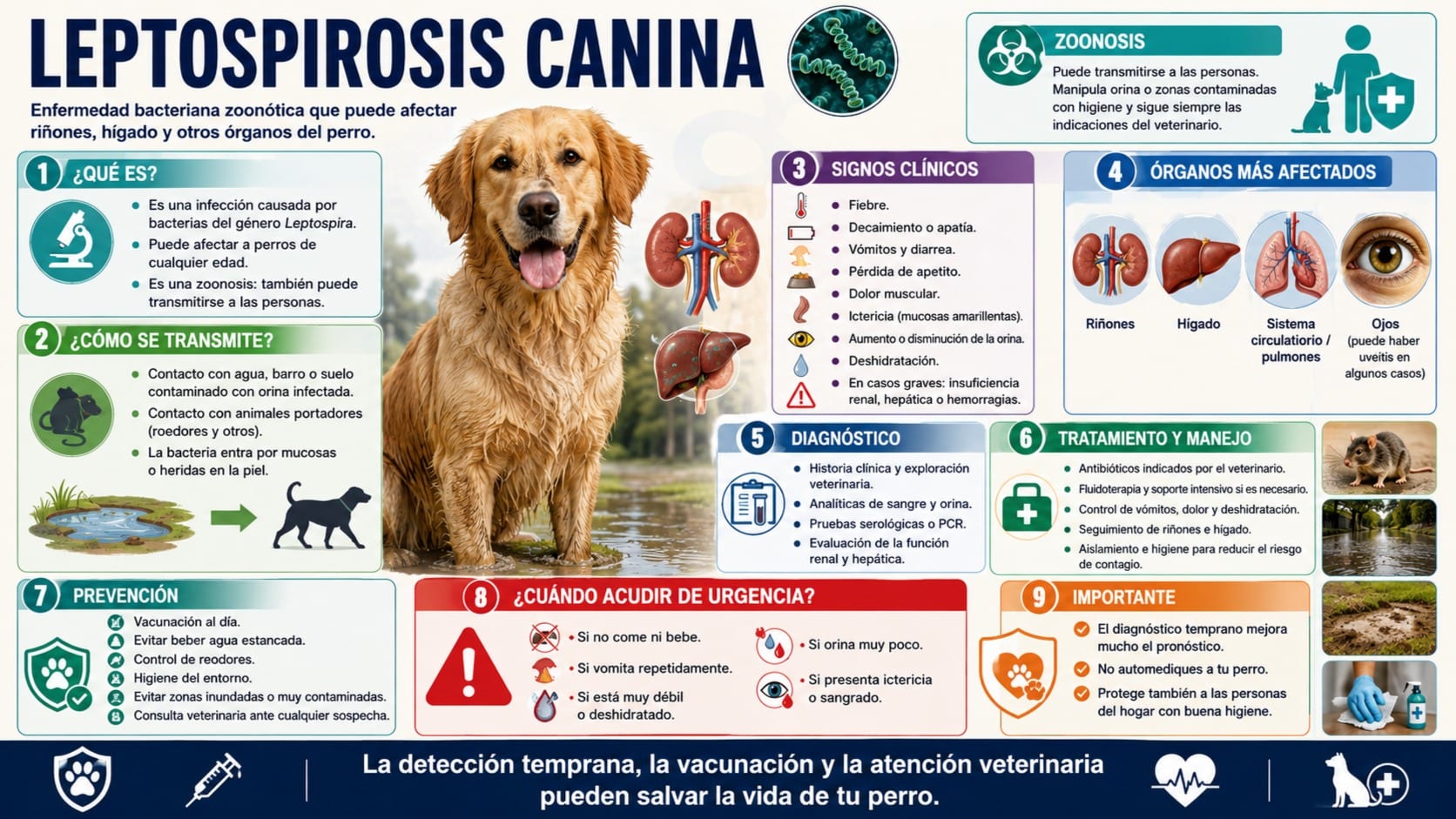 Leptospirosis Canina