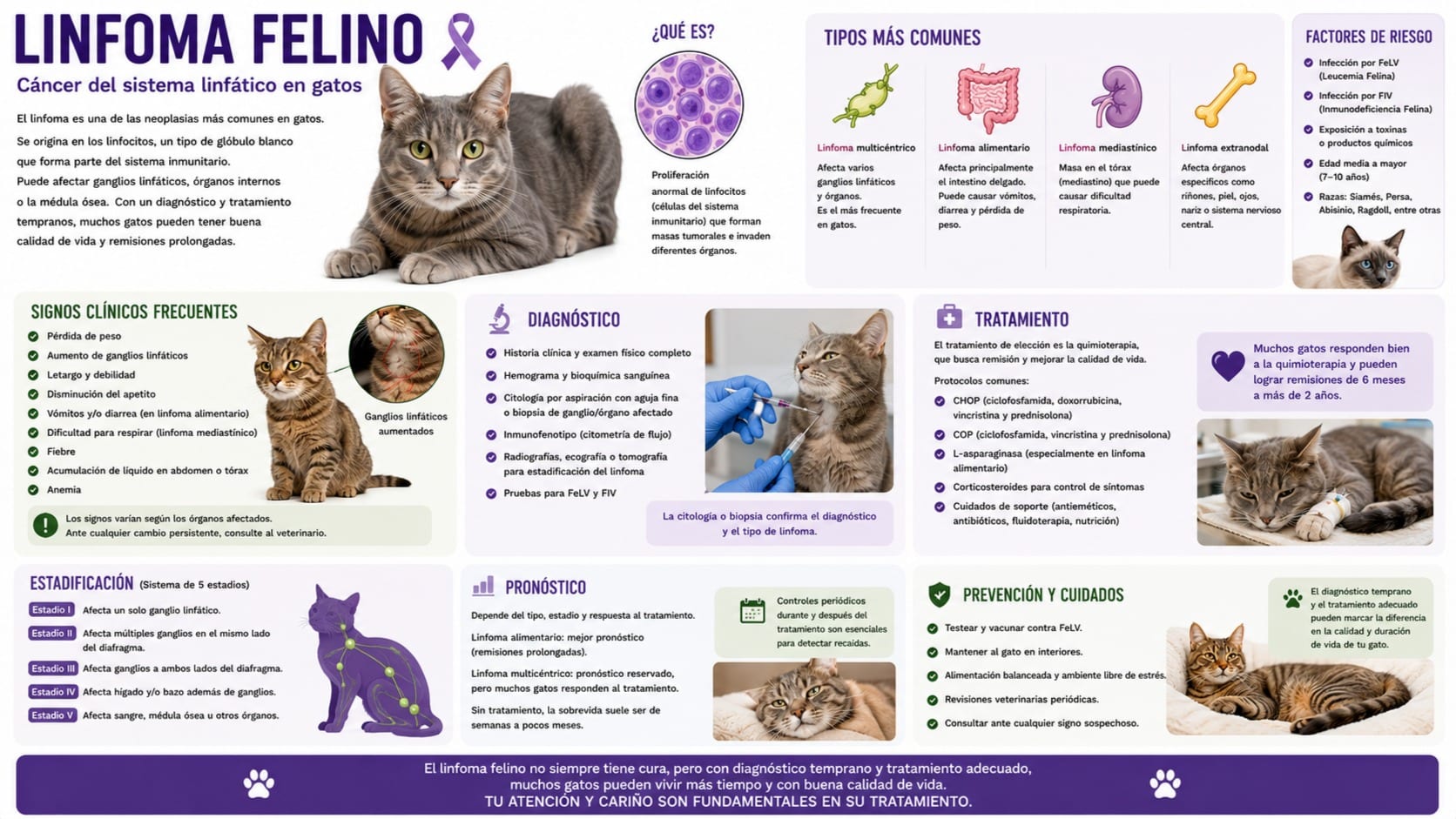 Linfoma Felino
