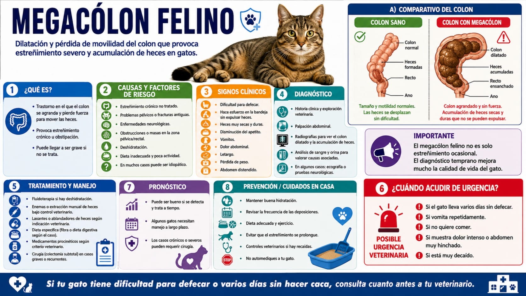 Megacólon Felino