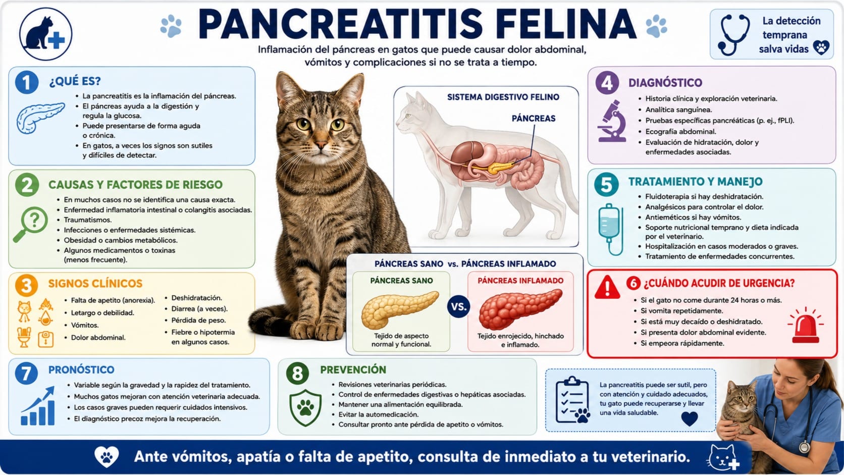 Pancreatitis Felina