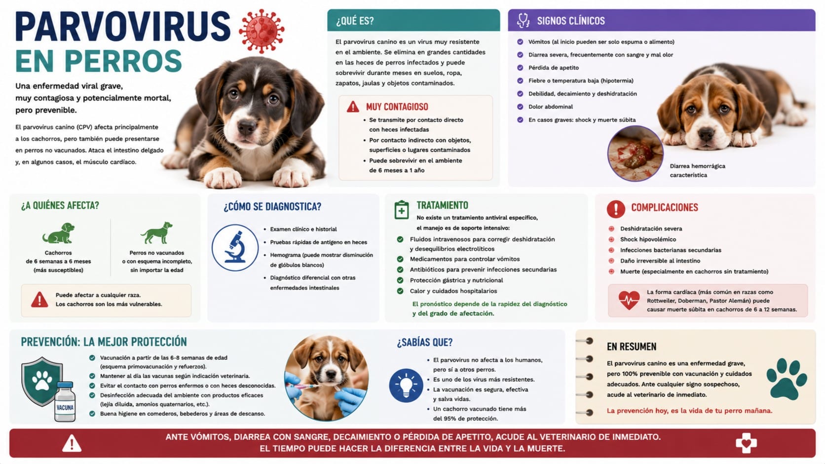 Parvovirus