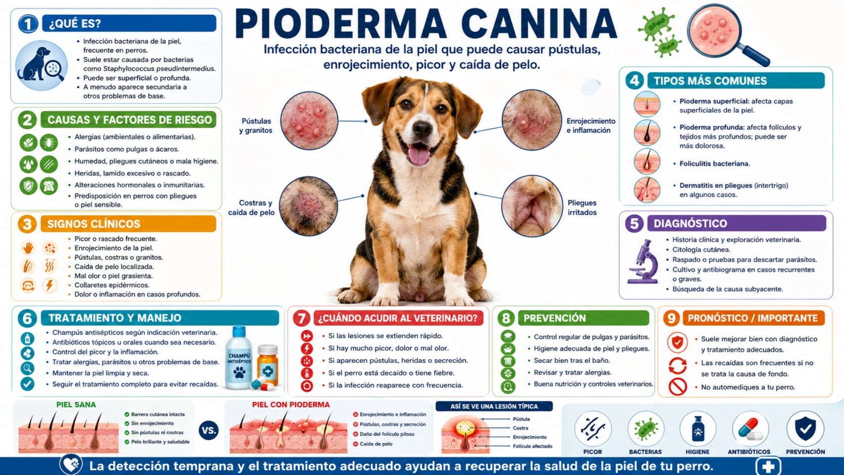 Pioderma Canina