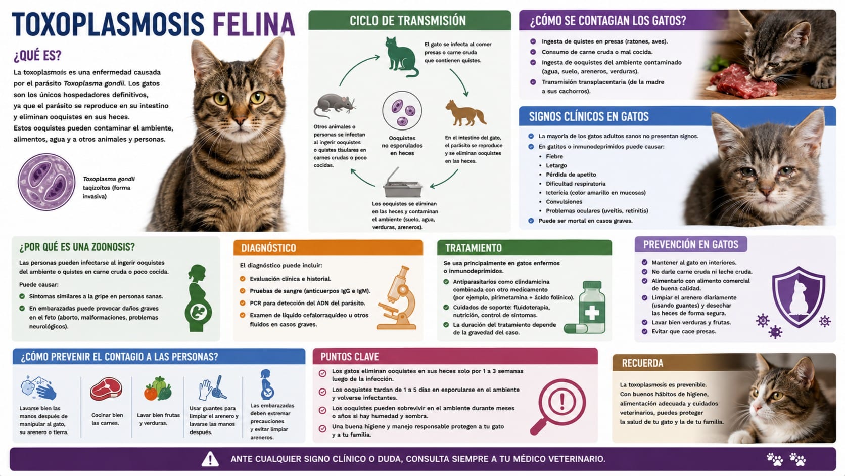 Toxoplasmosis Felina