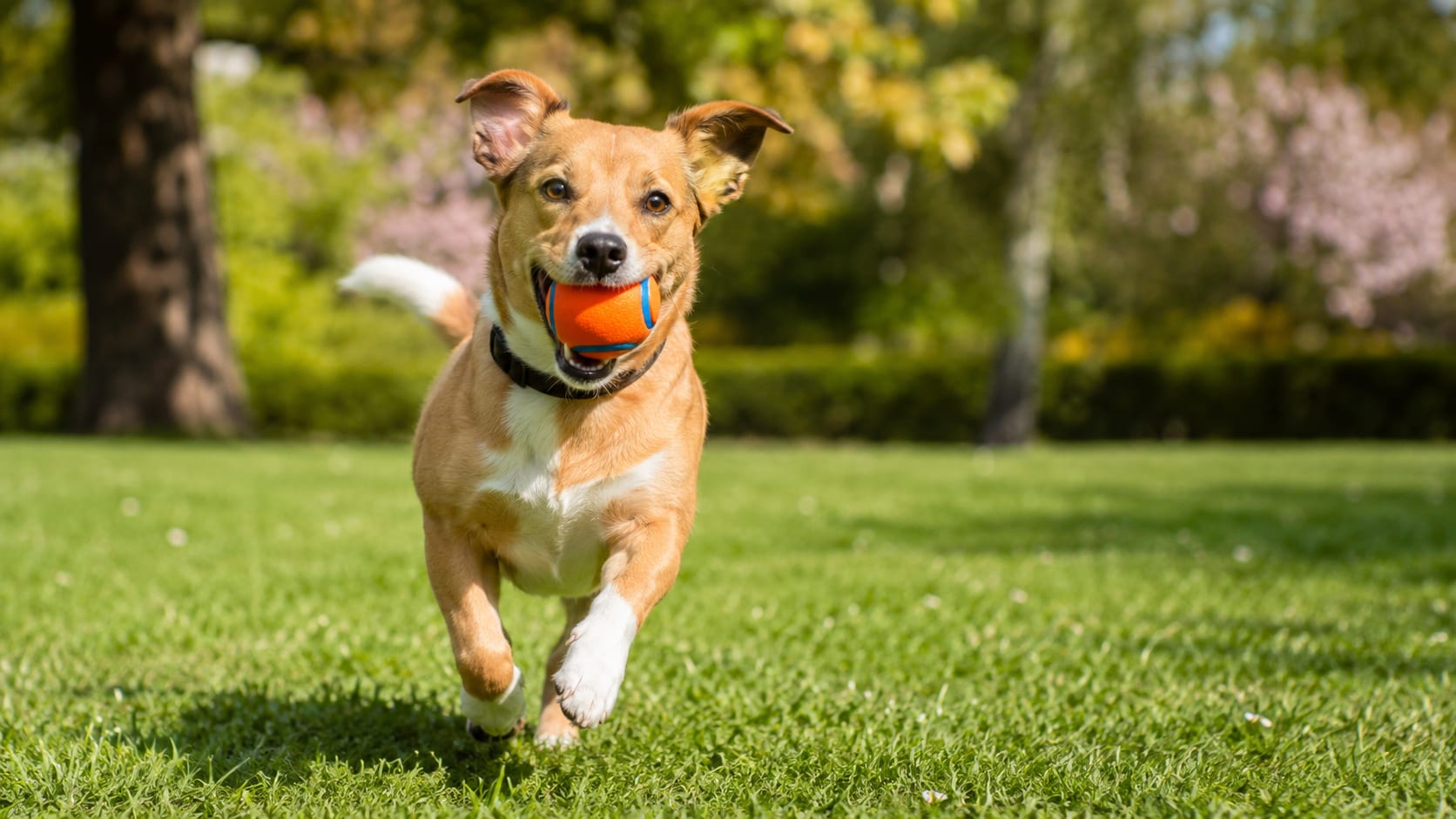 Perro corriendo en el parque con una pelota resistente en la boca durante un juego al aire libre.