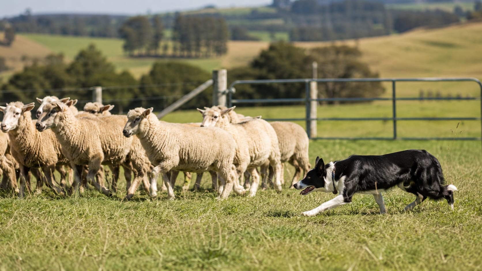 Perro de pastoreo guiando un rebaño de ovejas en un campo rural.