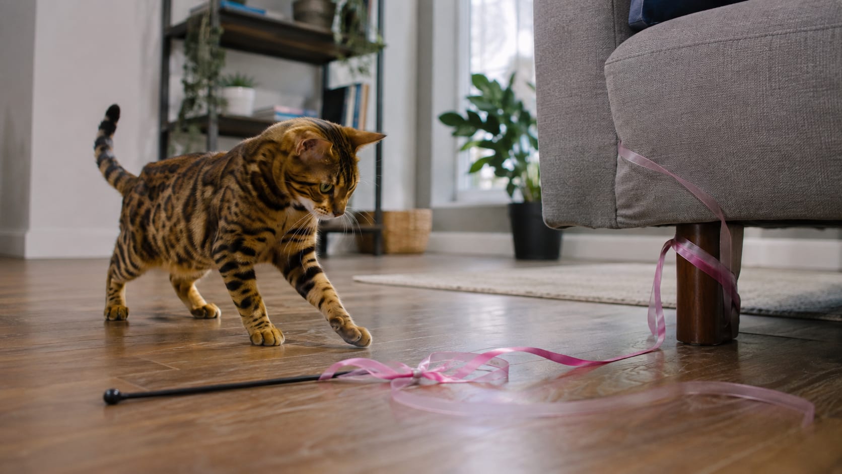 Gato bengalí jugando con una caña y varias cintas largas en el suelo del salón.