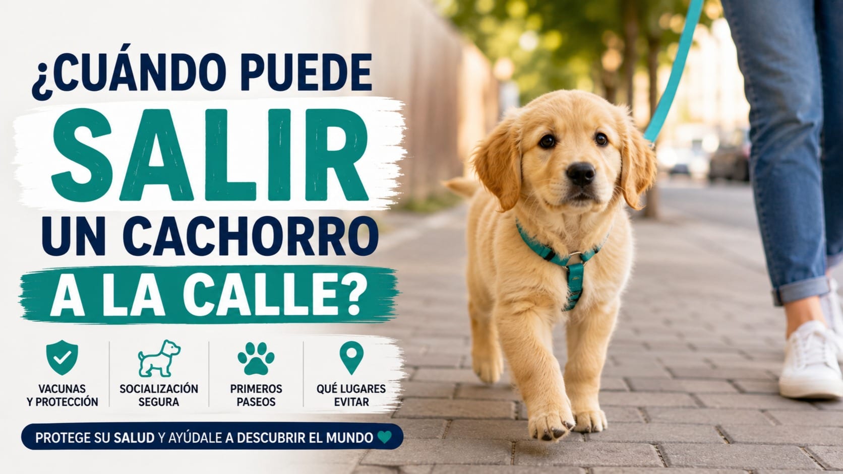Cuándo puede salir un cachorro a la calle: Vacunas, riesgos y primeras salidas
