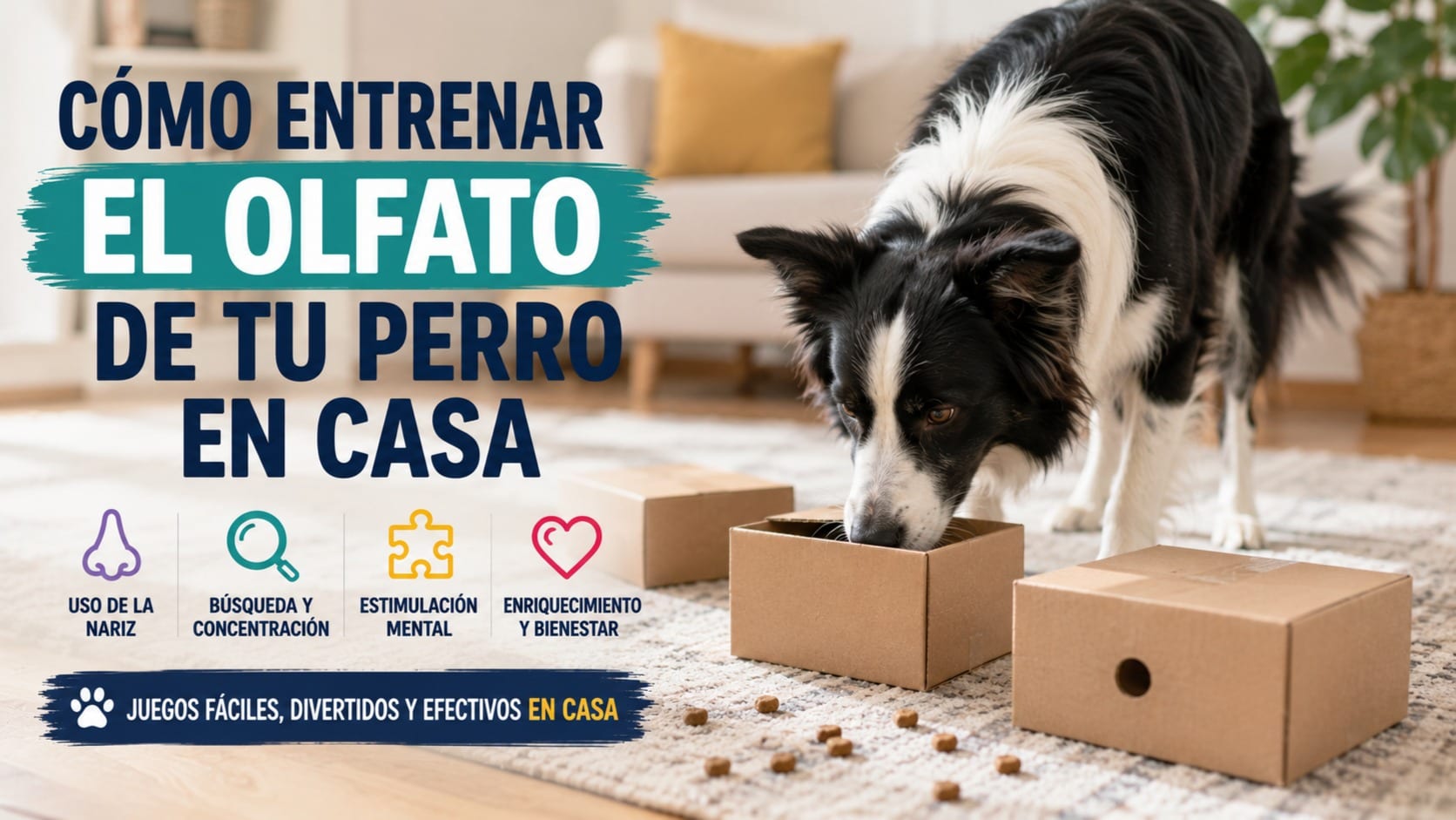 Border collie utilizando su olfato para buscar premios escondidos entre varias cajas durante un ejercicio de entrenamiento en casa.