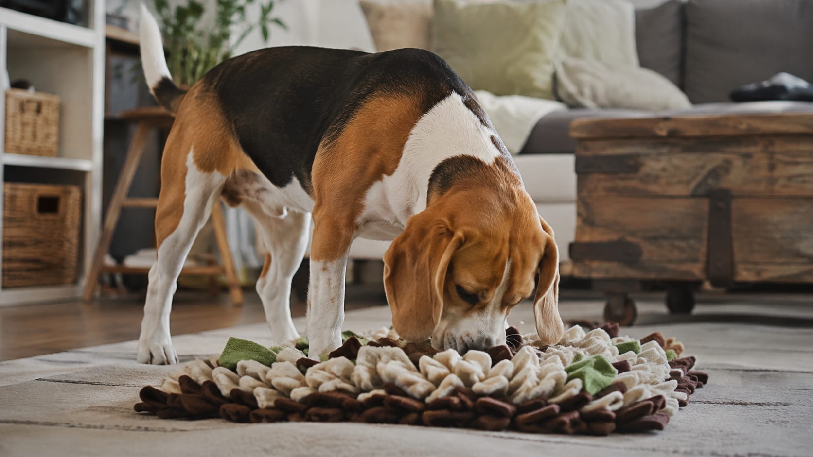 Beagle utilizando una alfombra olfativa en casa para buscar comida mediante el olfato.