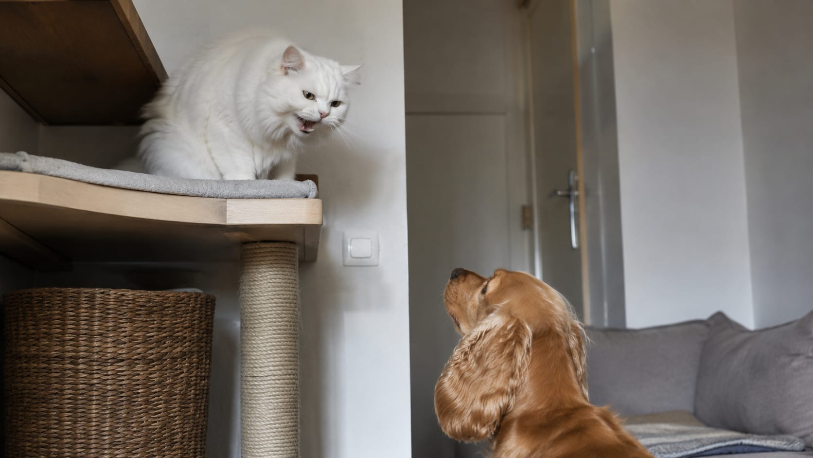 Gato blanco observando desde una zona elevada a un cachorro que permanece en el suelo durante el proceso de adaptación.