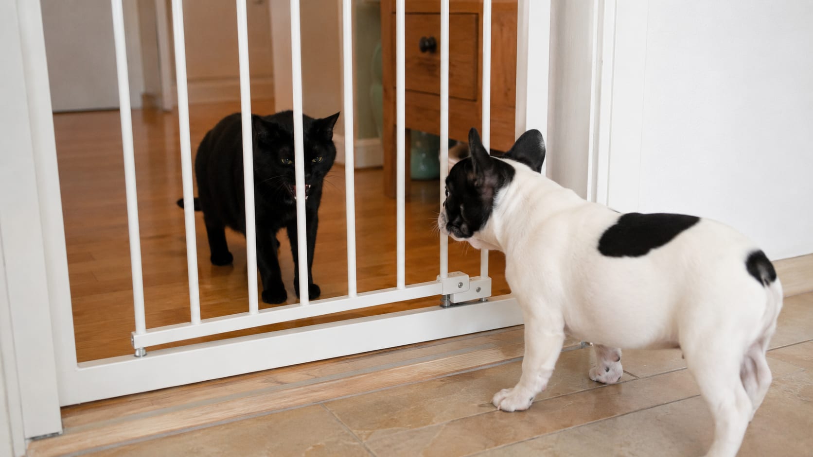 Gato negro y cachorro observándose a través de una barrera de seguridad durante una presentación gradual en casa.